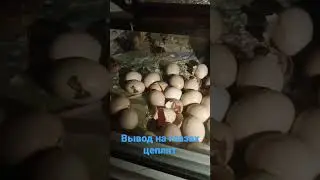 инкубатор своими ✋ работает четко