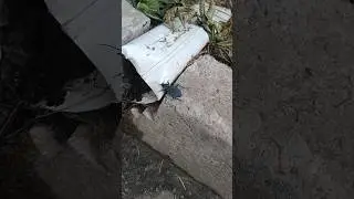 Страшный жук🪲