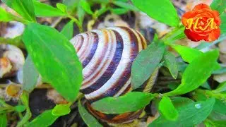 Про улиток🐌 Улитки в природе🐌