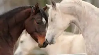 Thenaw - Arabians from Janów Podlaski