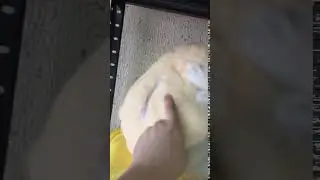 Хомяк 3 в 1 с пледом