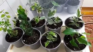Как я доращиваю фикусят.