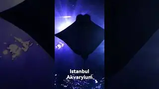 Istanbul Akvarium