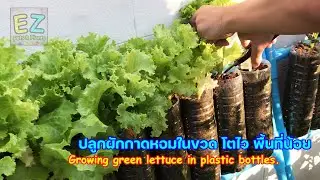 ปลูกผักกาดหอมในขวดพลาสติก โตไว พื้นที่น้อย  Growing lettuce in plastic bottles.