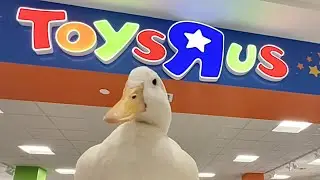 I took my duck to Toys R Us