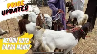 Sabse Sasti Bakra Mandi | Memon goth Bakra Mandi