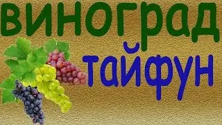 Виноград Тайфун