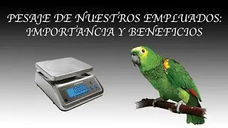 Pesaje de aves: controla su salud!