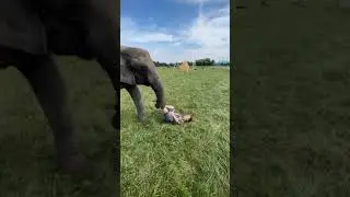 When you have a elephant 🐘 as a pet #fun with #elephant #pet animals moment's