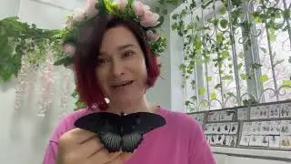 В какой куколке прячется эта бабочка Лови
