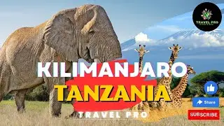 Mount Kilimanjaro, Tanzania With Travel Pro