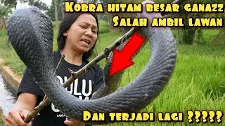 KOBRA BESAR HITAM GANAZZ BERUMUR PENDEK