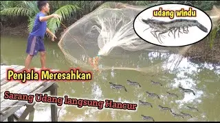 Panen Jutaan Udang Di sungai Tapian...Jala pun Jadi Tergoncang tanpa Ampun