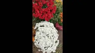 Новые хризантемы вместо украденных