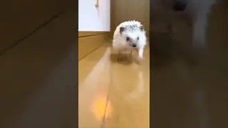 Fastest Thing Alive