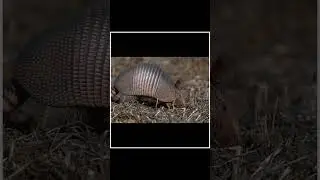 Watch This Video Before Shooting Armadillos|😲😲| #shorts