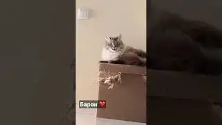 Наш кошак Барон немножко Ку-Ку😀