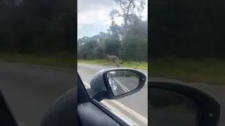 Traffic in Australia… #kangaroo #naughtyroos #kangaroos
