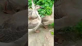 islamic Status, Islamic video, Islamic tiktok #shorts #dua #islamic #দোয়া #allah #islamicstatus