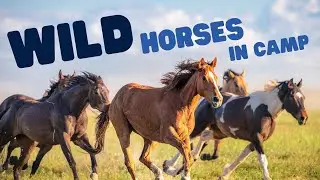 Wild Horses At Camp | Cows, Horses and Beautiful Canyon - Bluewater Lake State Park