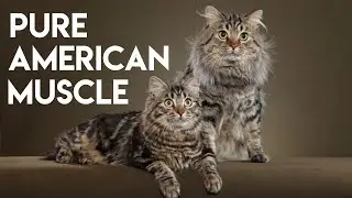American Bobtail Cat 101 - Learn ALL About Them!