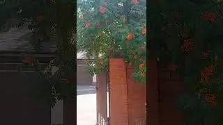 рябина у калитки #татарскаяусадьба