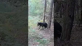 Tons of Bear activity a week before opener #2024 #wildlife #new #blackbear #trailcam #bear #summer