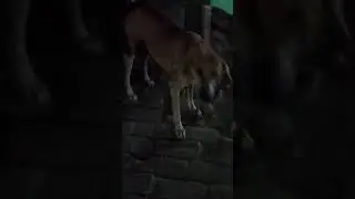 NIGHT DOG #shorts