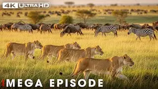 Ultimate Predators: When Lion Attack | MEGA EPISODE | Nature Animal Documentary