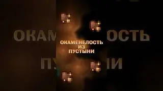 ВСЕ ПРО ОКАМЕНЕЛОСТЬ ИЗ ПУСТЫНИ В ТЕРРАРИЯ!!! 