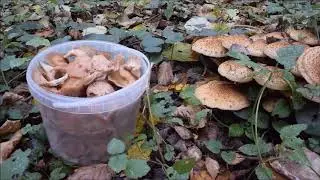 Опятный рай октября