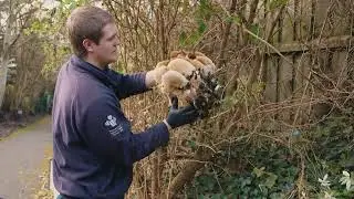 Super Rare! tree bee removal