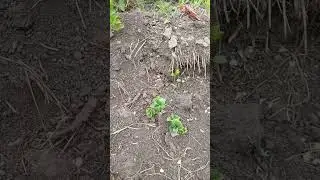 Посадка картофеля ч2. полезли листья #эксперимент