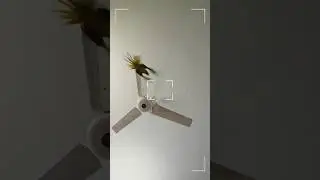 Alexandrine Raw Parrot free flight 