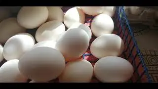 Новая порода кур))) Инкубационное яйцо Бресс-гальской породы кур.