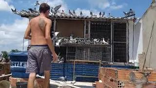 Pombos entrando no Pombal 70% mais rápido em apenas 9 dias 🙏🙌