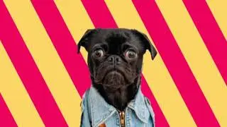 Beatboxing pug