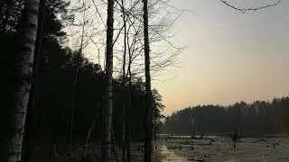 Таёжная природа, озеро, звук и коряги. Очень красиво!