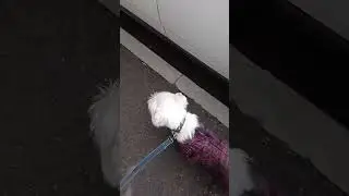 #прогулкассобачкой