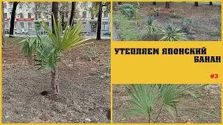 БЛОГ ПАЛЬМОВОДА: Срочное утепление банана (Третья серия)