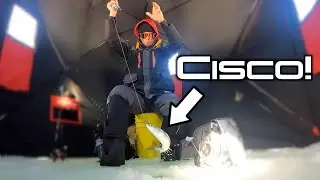 CISCO ARE HARD TO CATCH - Ice Fishing Deep Lake 100ft of Water