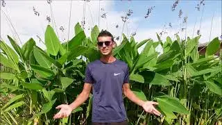 Thalia dealbata: una pianta maestosa per un laghetto da sogno