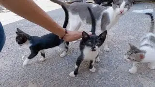 The cats that greeted me were calling out to the other shy kittens.