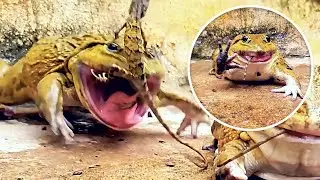 Wow! Asian Bullfrog Catch Tree Lizards! Mr Frog Live Feeding