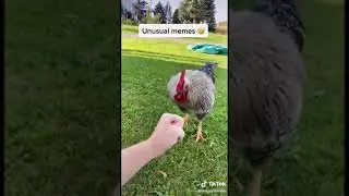 Memes compilation