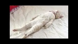 「絶対に笑う」あり得ないことをする犬★おもしろい犬のハプニング, 失敗画像集 #35