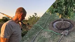Льём и маринуем. Жара, огород сгорает