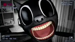 Заказал Cartoon Cat в 