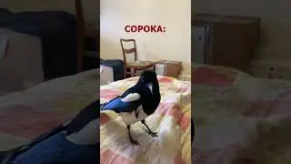 всё нормально всё хорошо, сейчас будем драться 