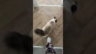 Guardian of the kitchen😂 